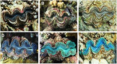 Iridocytes Mediate Photonic Cooperation Between Giant Clams (Tridacninae) and Their Photosynthetic Symbionts